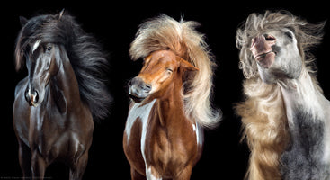 Wiebke Haas: Horsestyle - Horses as Trendsetters